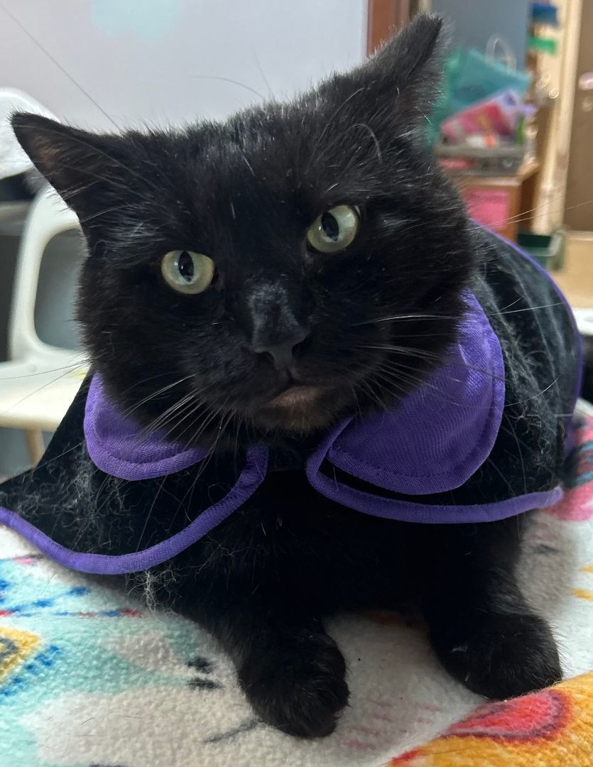 Enlarge Treh, a Adoptable Domestic Short Hair in Columbus, OH image 4/5