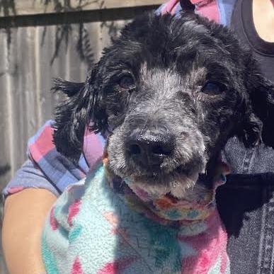 Simon, Adoptable, Senior Male Terrier & Poodle.