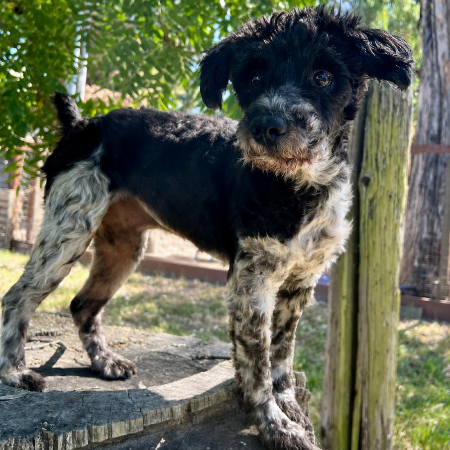 Simon, Adoptable, Senior Male Terrier & Poodle.