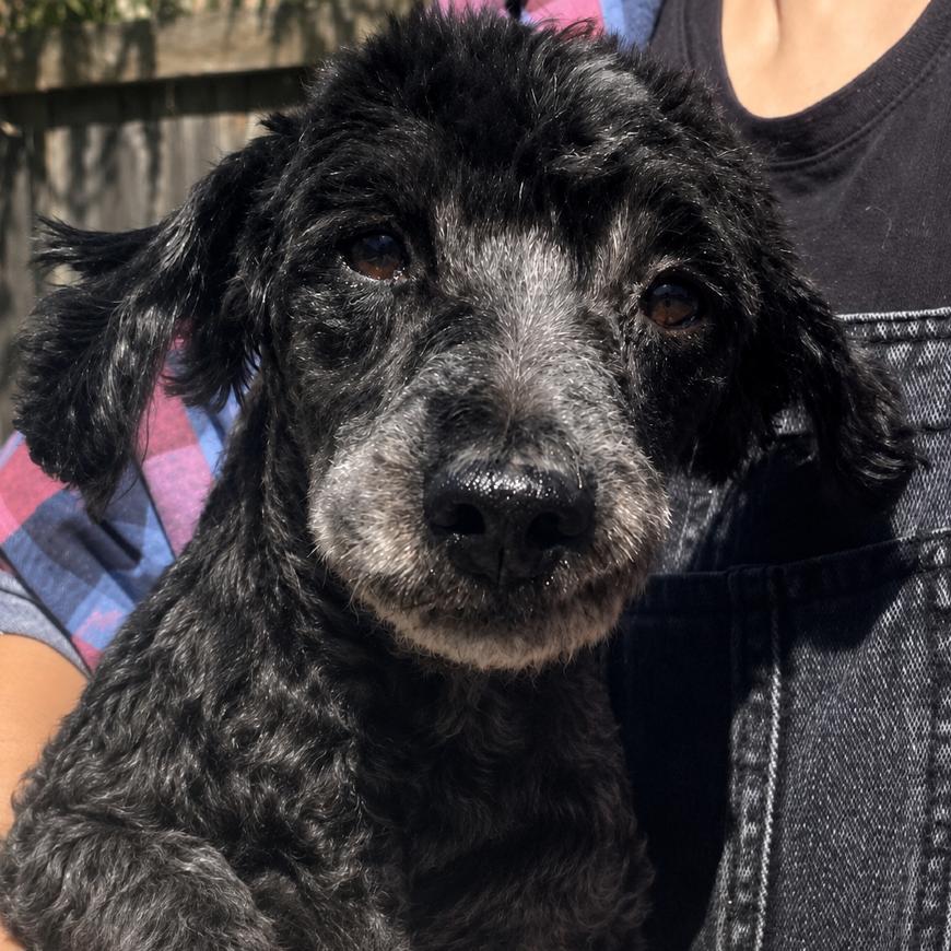 Simon, a Adoptable mixed breed in Sonoma, CA image 2/4