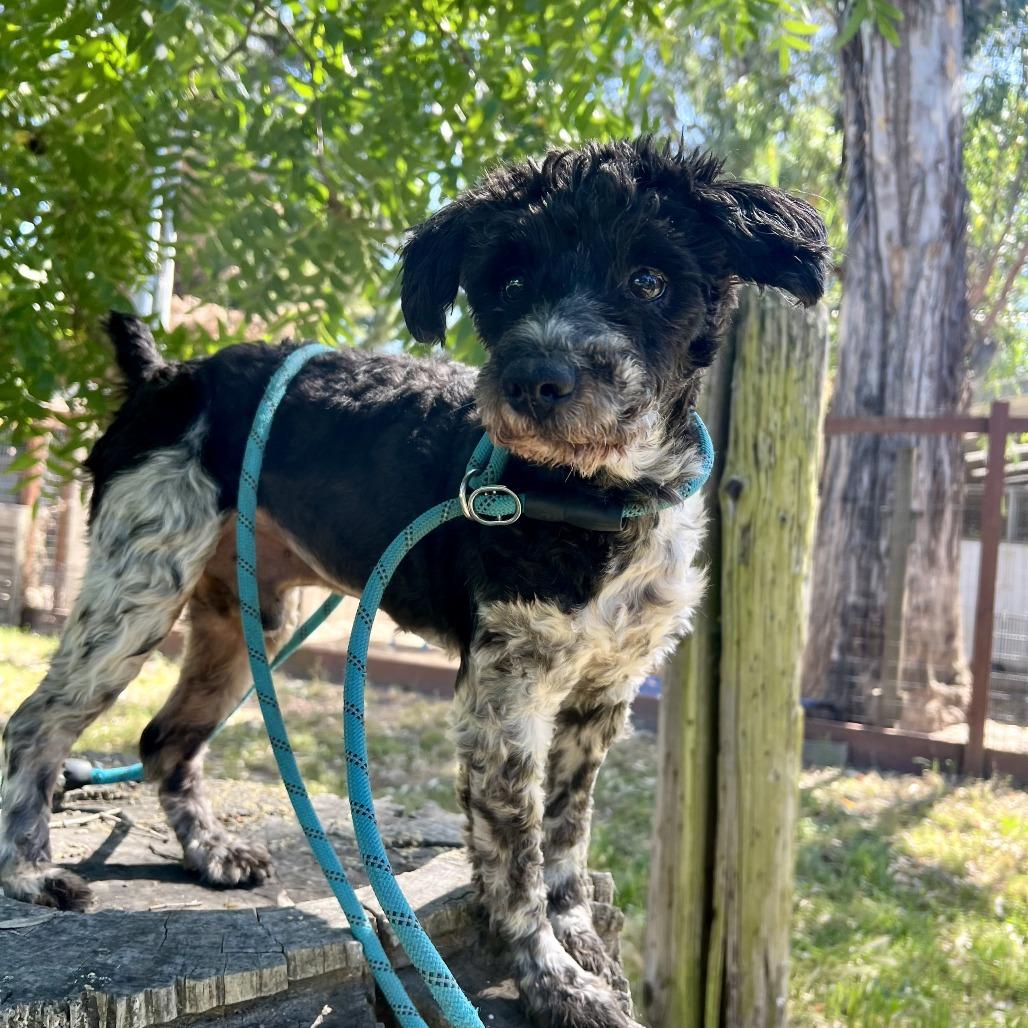 Simon, a Adoptable mixed breed in Sonoma, CA image 2/5