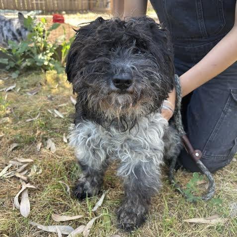 Simon, a Adoptable mixed breed in Sonoma, CA image 3/6