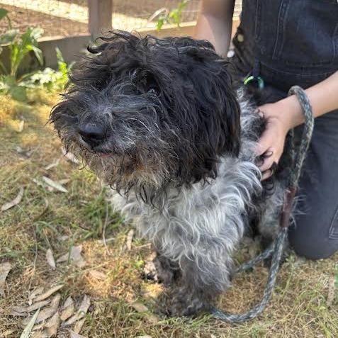 Simon, a Adoptable mixed breed in Sonoma, CA image 4/6