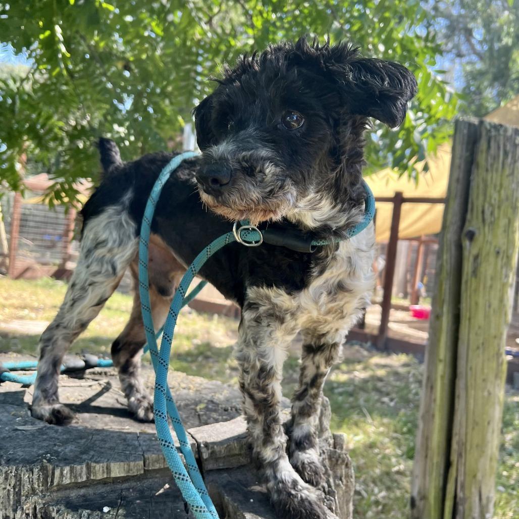 Simon, a Adoptable mixed breed in Sonoma, CA image 5/6