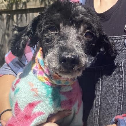 Simon, a Adoptable mixed breed in Sonoma, CA image 6/6