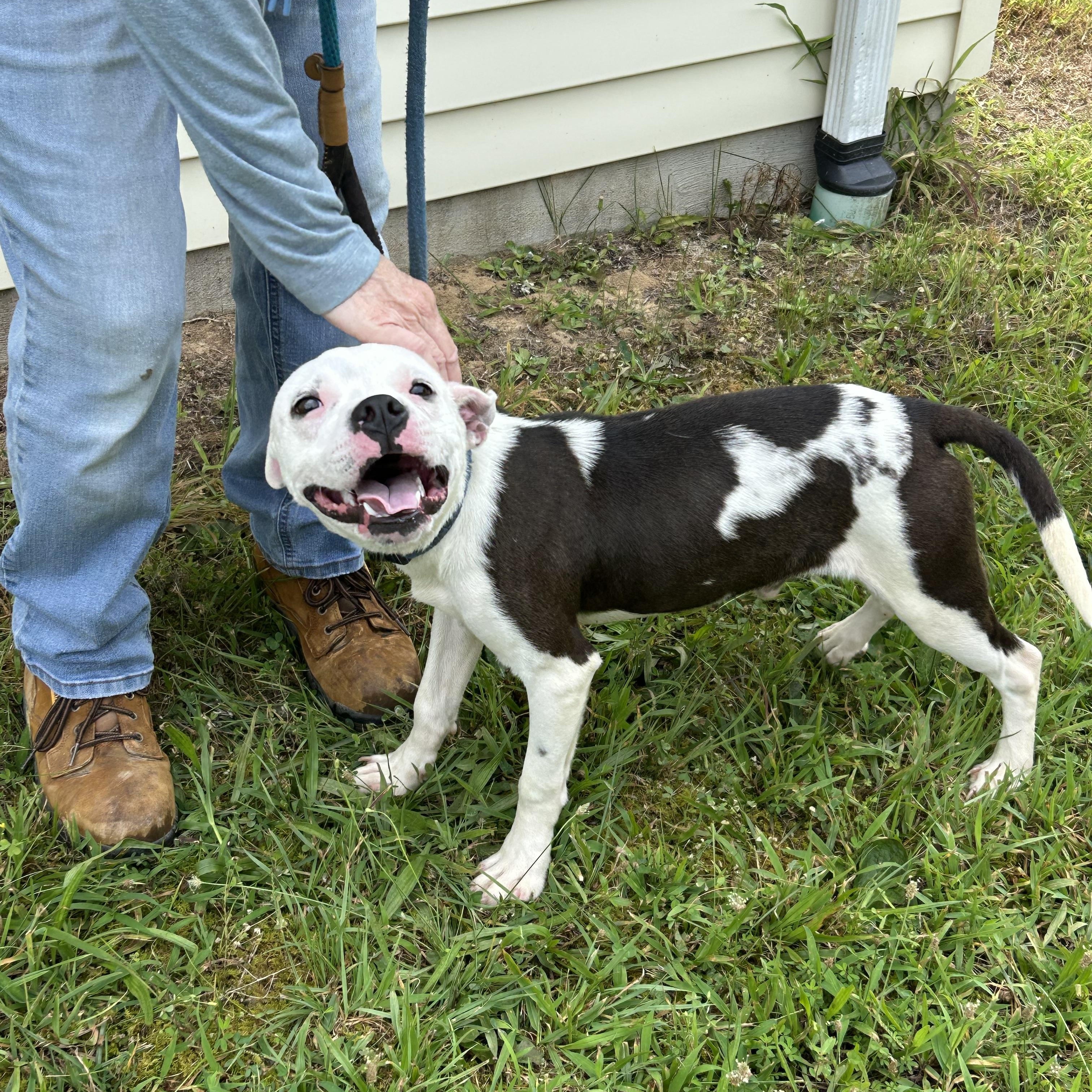 Enlarge Dobby, a ADOPTABLE mixed breed in Charles City, VA image 2/4