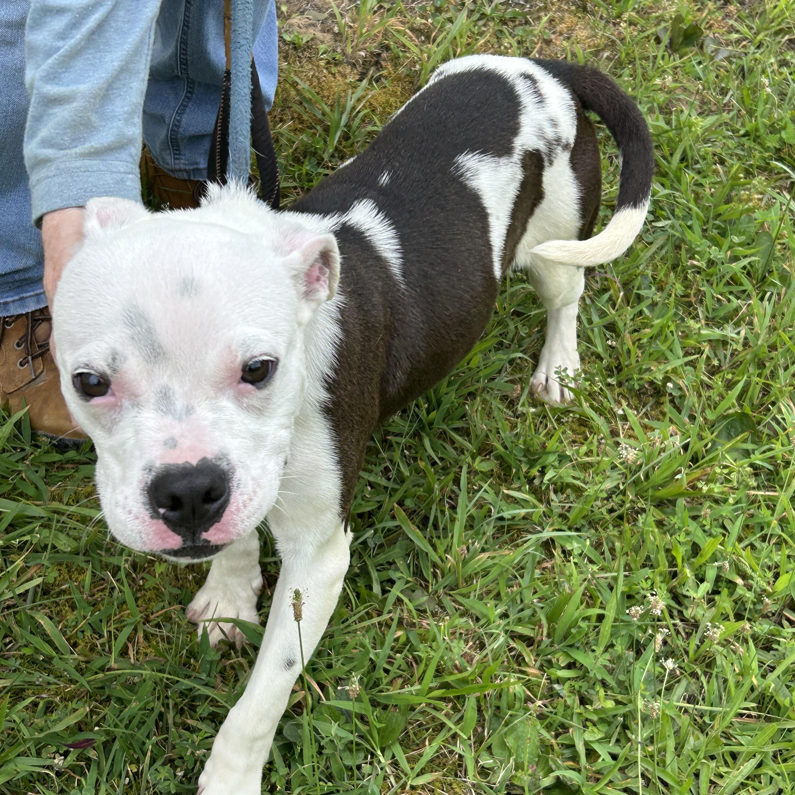 Enlarge Dobby, a ADOPTABLE mixed breed in Charles City, VA image 4/4