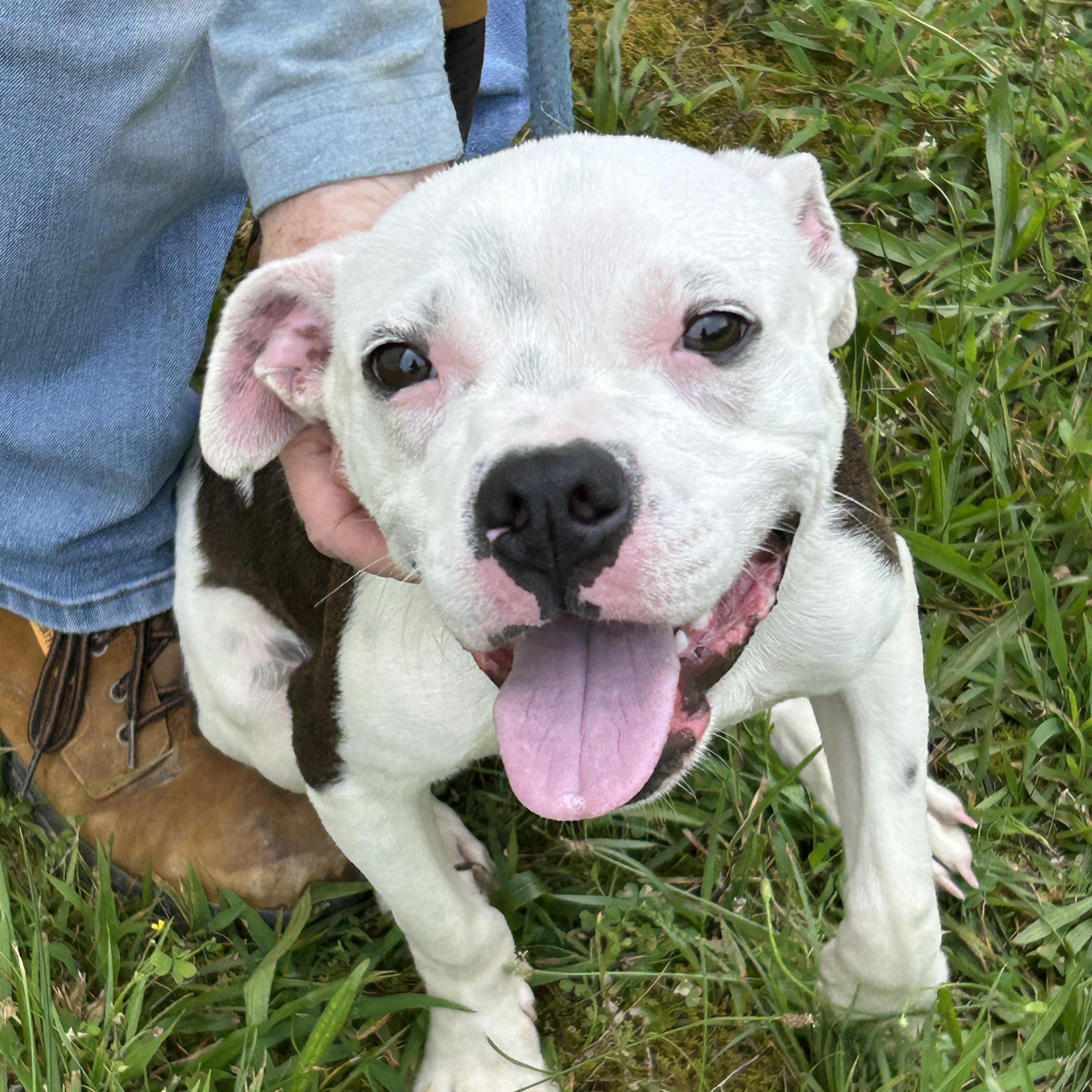 Dobby, ADOPTABLE, Young Male Pit Bull Terrier.