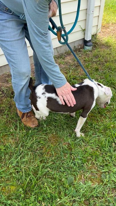 Enlarge Dobby, a ADOPTABLE mixed breed in Charles City, VA video 3/4