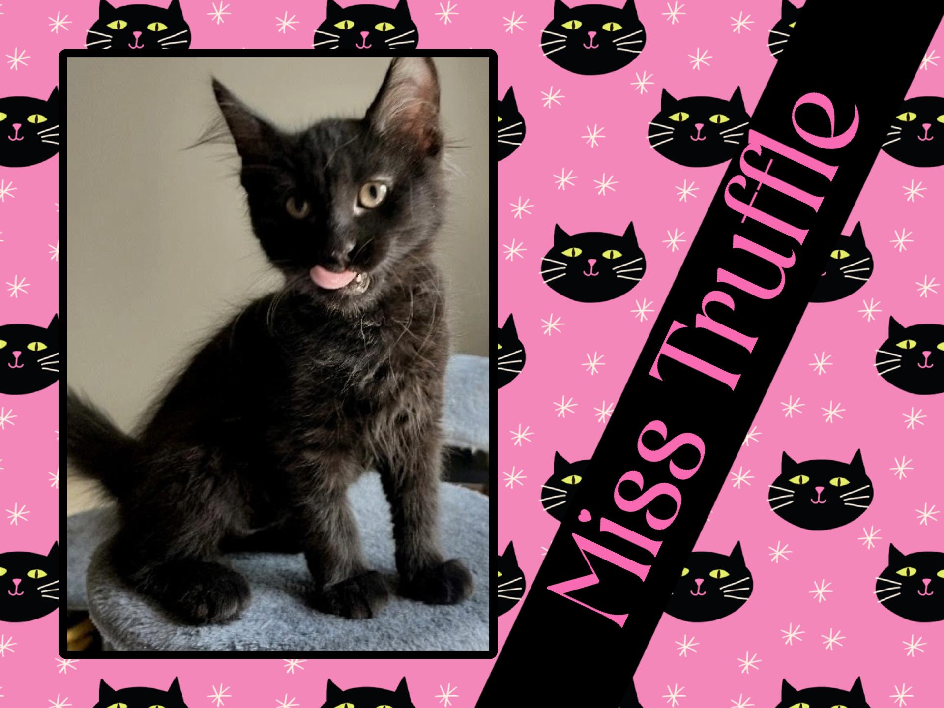 Truffle, Adoptable, Young Female Domestic Medium Hair.