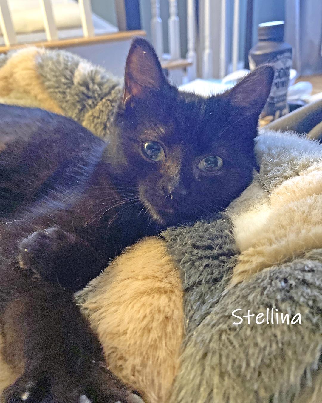 Stellina, a ADOPTABLE Domestic Short Hair in Chicago, IL image 2/2