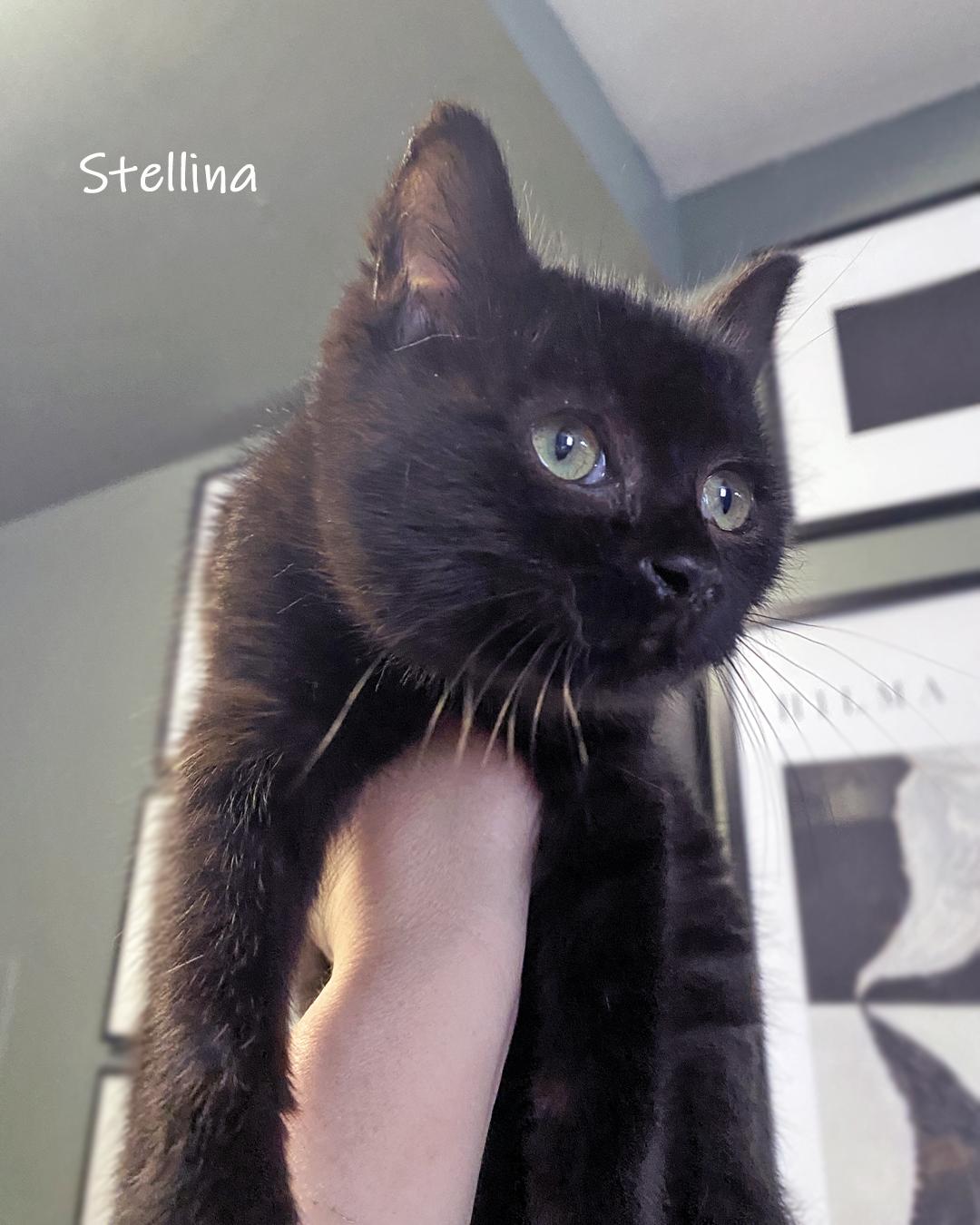 Stellina, ADOPTABLE, Kitten Female Domestic Short Hair.