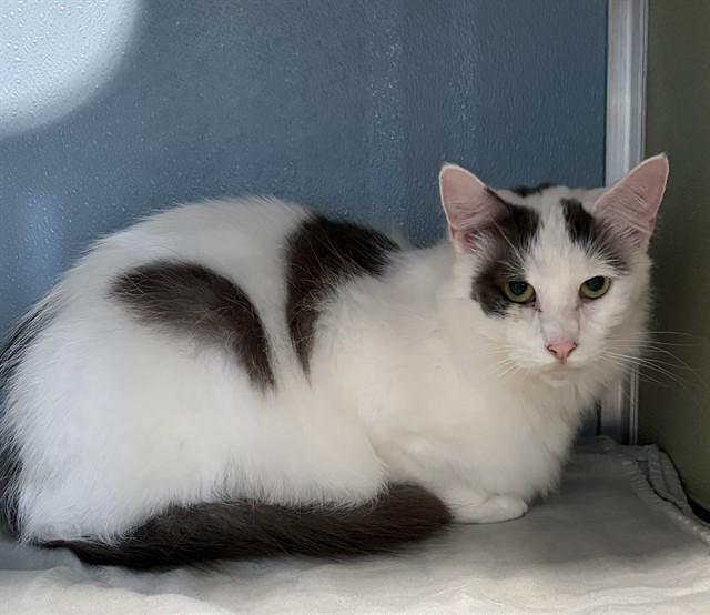 AARON, Adoptable, Adult Male Domestic Long Hair.