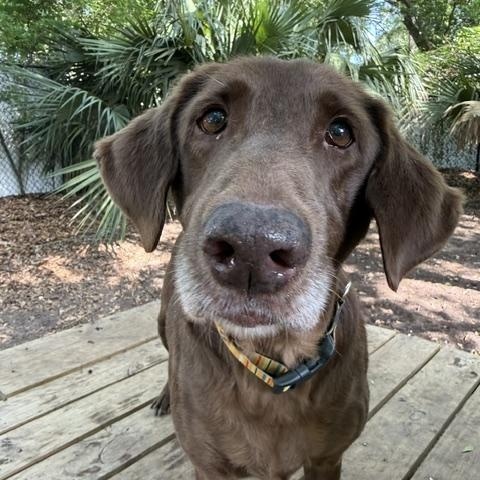 Enlarge Creek, a Adoptable Mixed Breed in Charleston, SC image 5/6