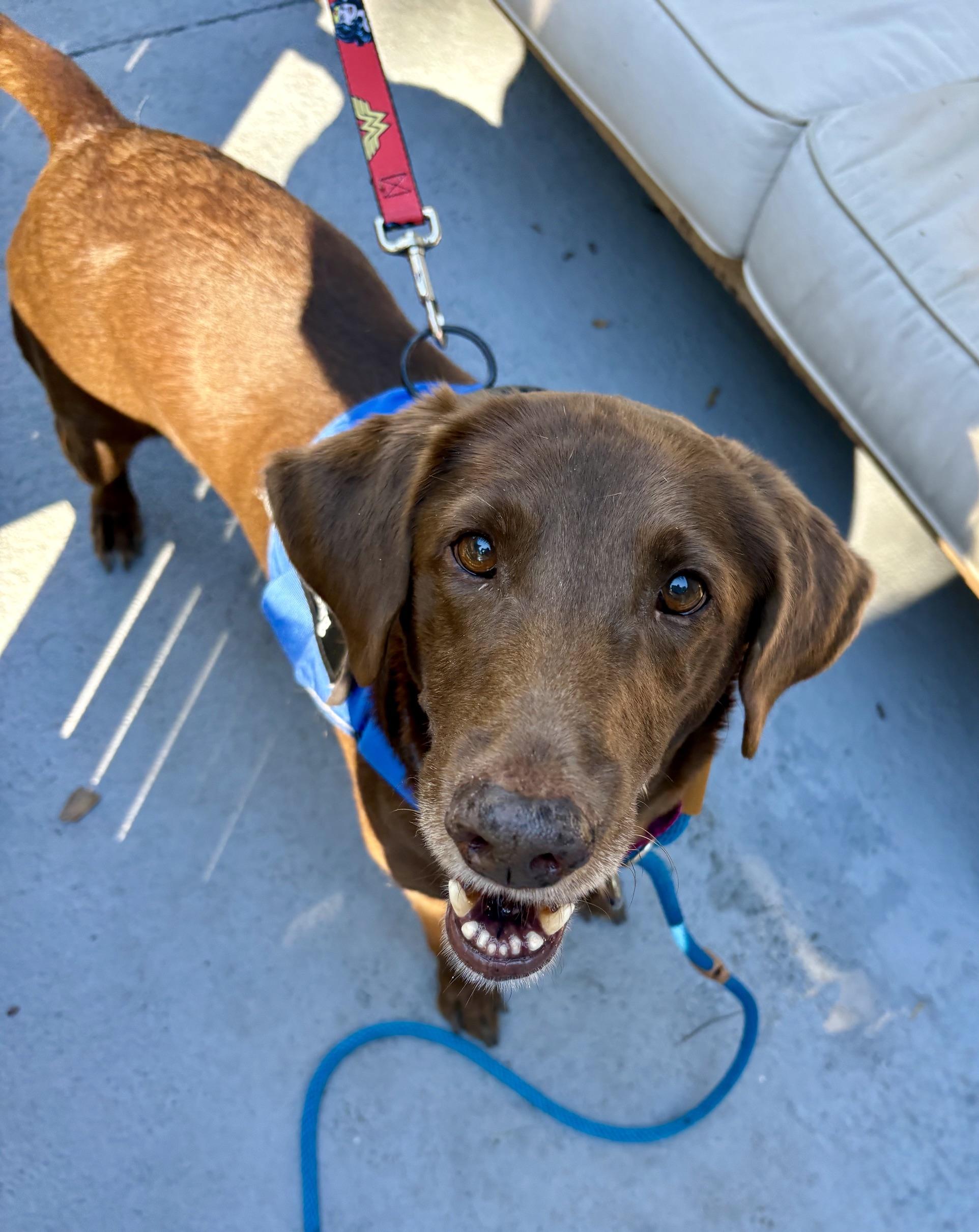 Enlarge Creek, a Adoptable Mixed Breed in Charleston, SC image 4/6