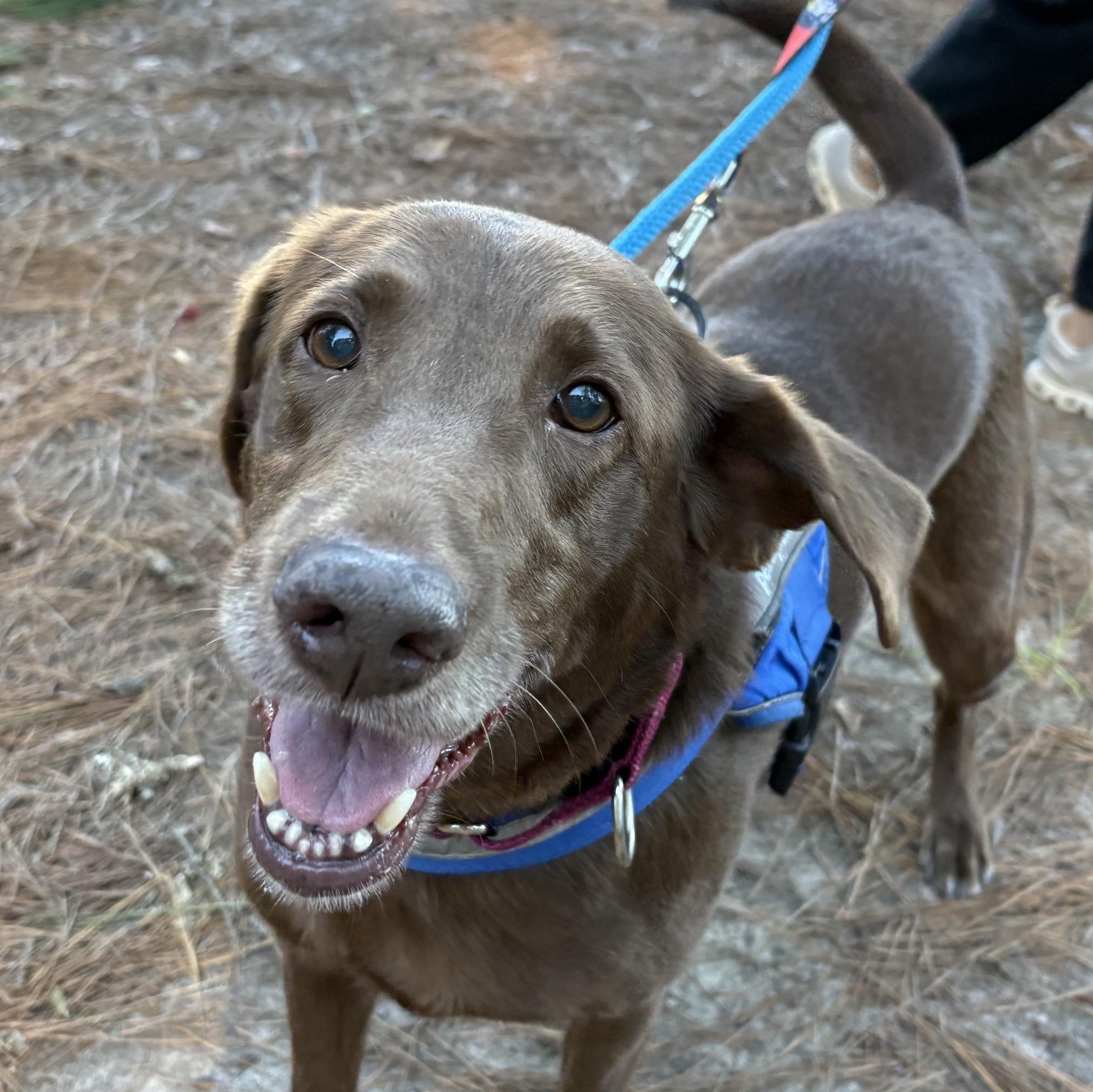 Creek, Adoptable, Adult Female Mixed Breed.