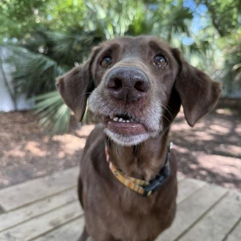 Enlarge Creek, a Adoptable Mixed Breed in Charleston, SC image 3/6