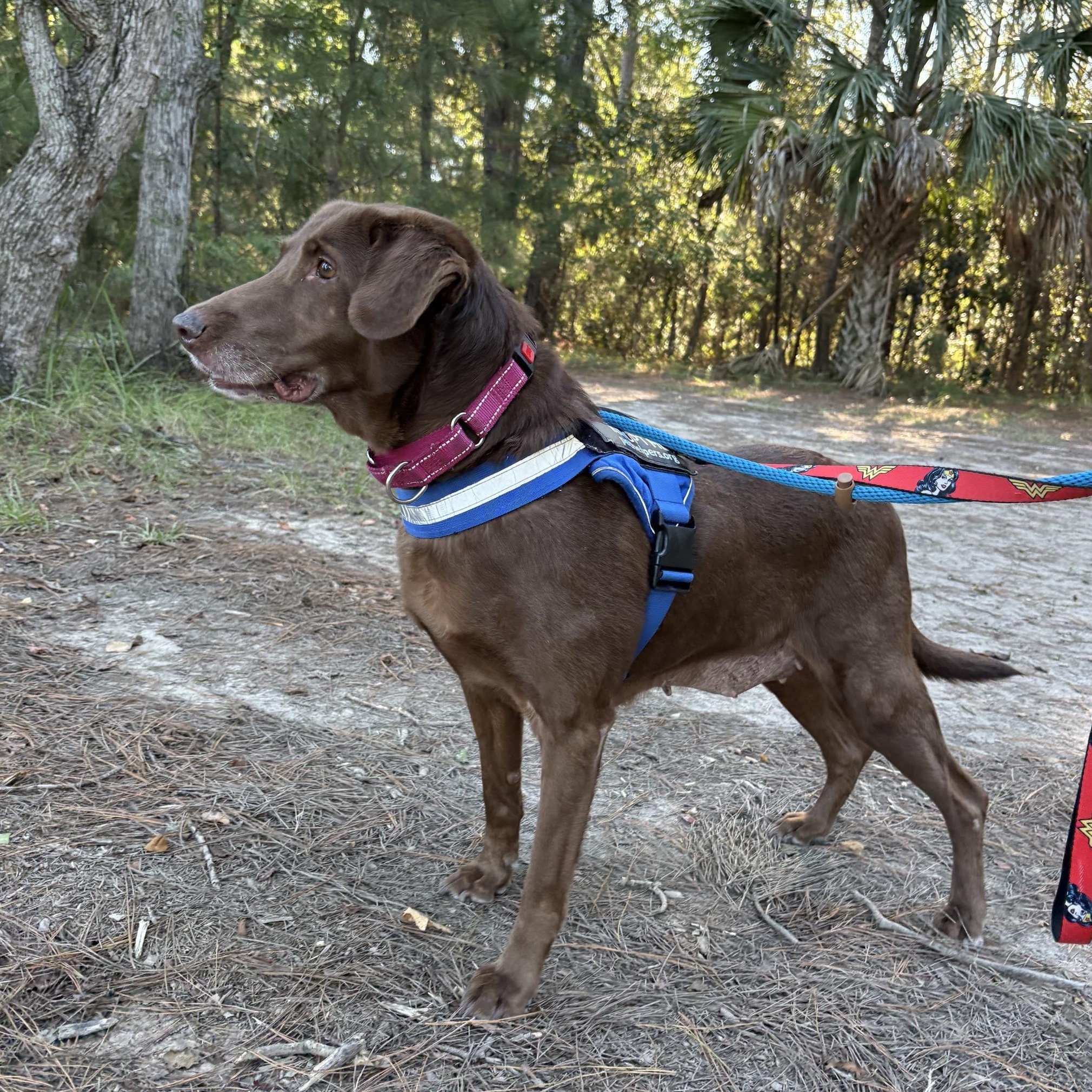 Enlarge Creek, a Adoptable Mixed Breed in Charleston, SC image 2/6
