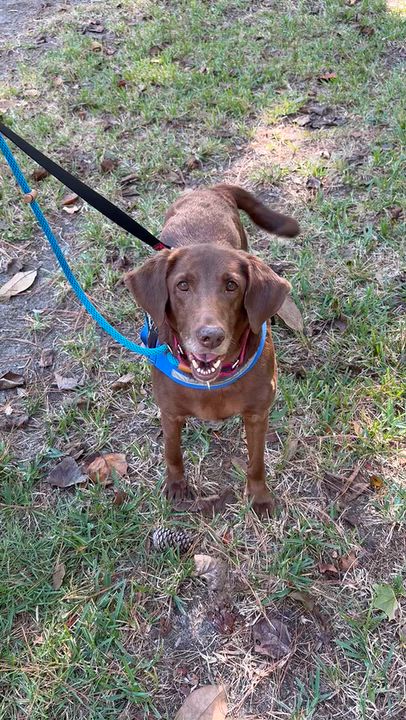 Enlarge Creek, a Adoptable Mixed Breed in Charleston, SC video 6/6