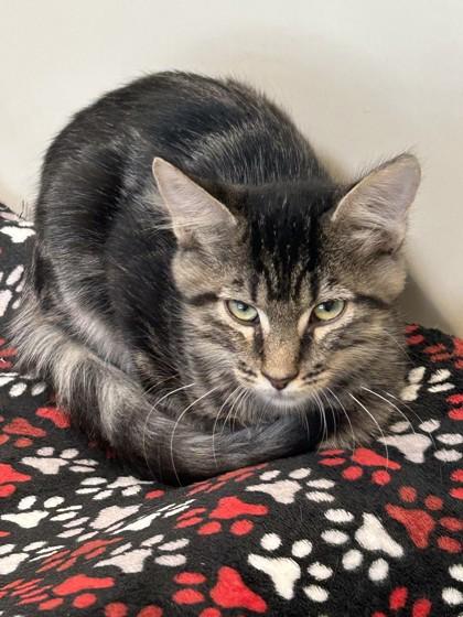 Enlarge Quinn, a Adoptable Domestic Medium Hair in Hamilton, MT image 2/3