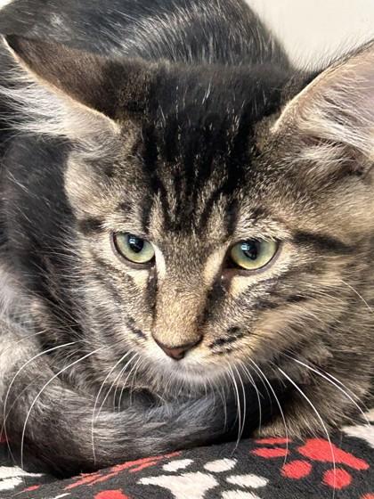 Enlarge Quinn, a Adoptable Domestic Medium Hair in Hamilton, MT image 1/3