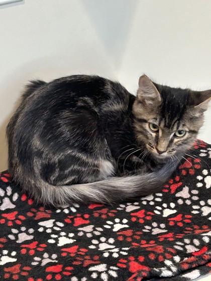 Enlarge Quinn, a Adoptable Domestic Medium Hair in Hamilton, MT image 3/3
