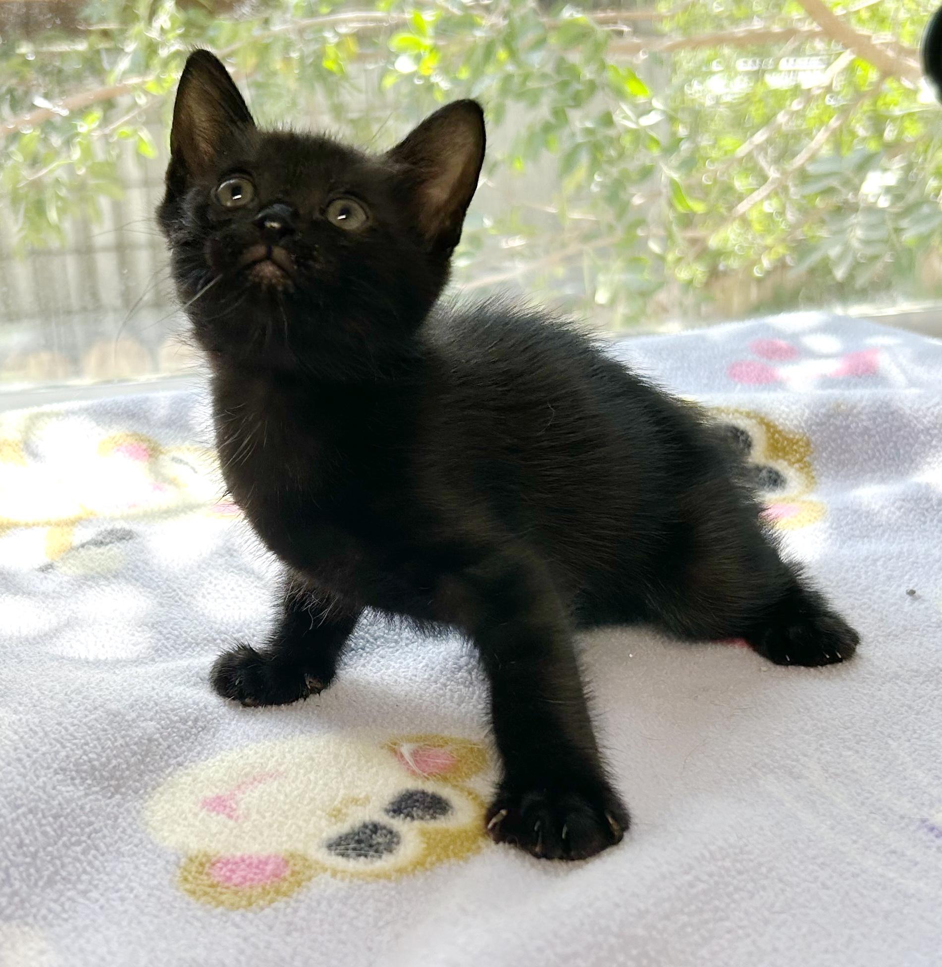 Enlarge Dozer, an adopted mixed breed in Bulverde, TX image 2/6