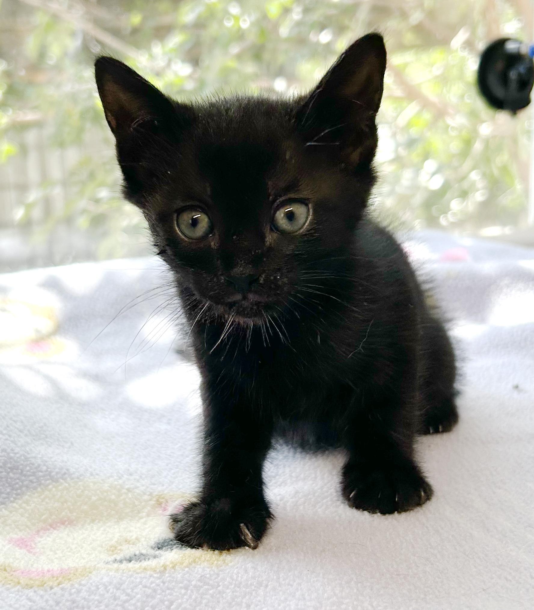 Enlarge Dozer, an adopted mixed breed in Bulverde, TX image 6/6