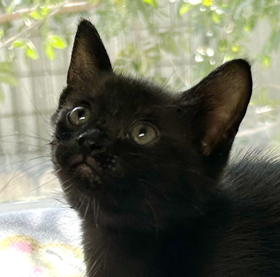 Dozer, adopted, Kitten Male Domestic Short Hair.