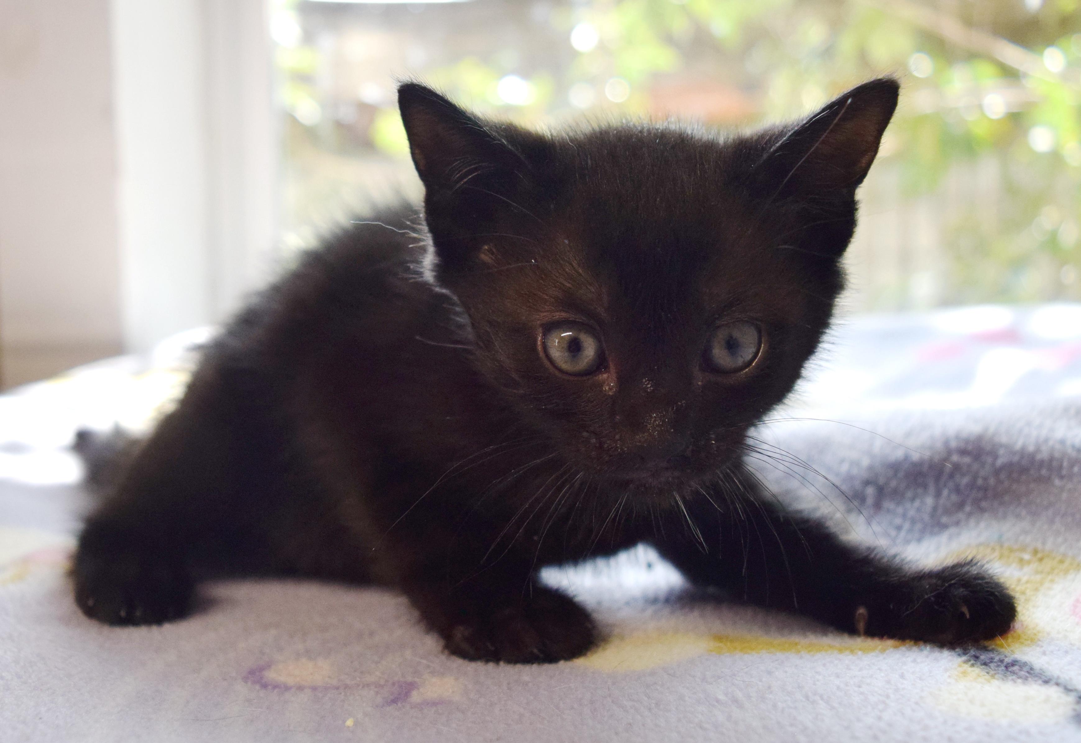 Enlarge Dozer, an adopted mixed breed in Bulverde, TX image 3/6