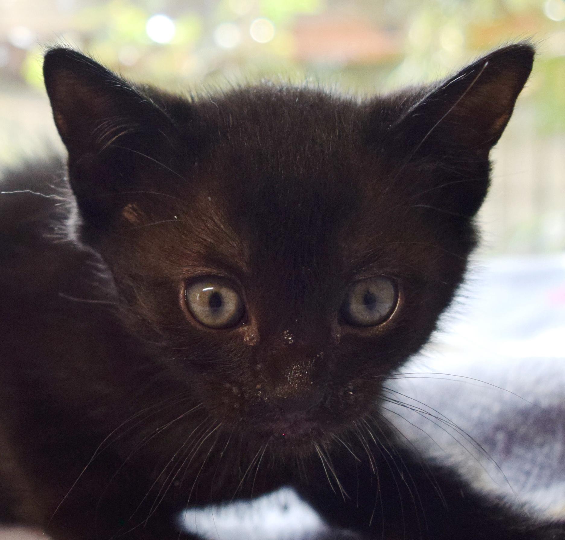 Enlarge Dozer, an adopted mixed breed in Bulverde, TX image 4/6
