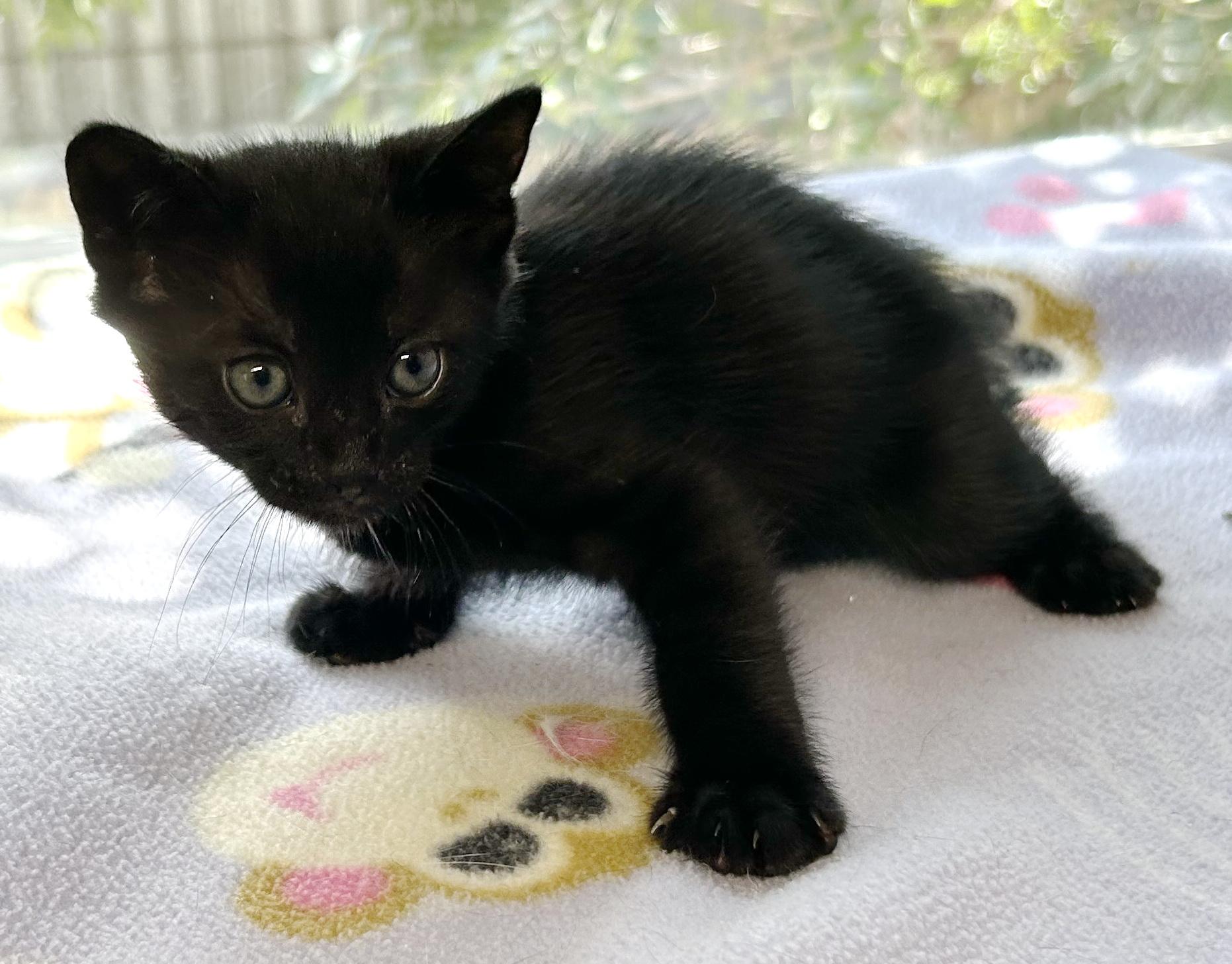 Enlarge Dozer, an adopted mixed breed in Bulverde, TX image 5/6