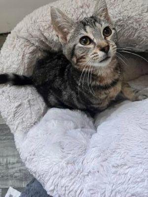 Jasmine, a Adoptable Domestic Short Hair in Williamsport, PA image 1/3
