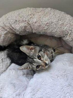 Jasmine, a Adoptable Domestic Short Hair in Williamsport, PA image 2/3