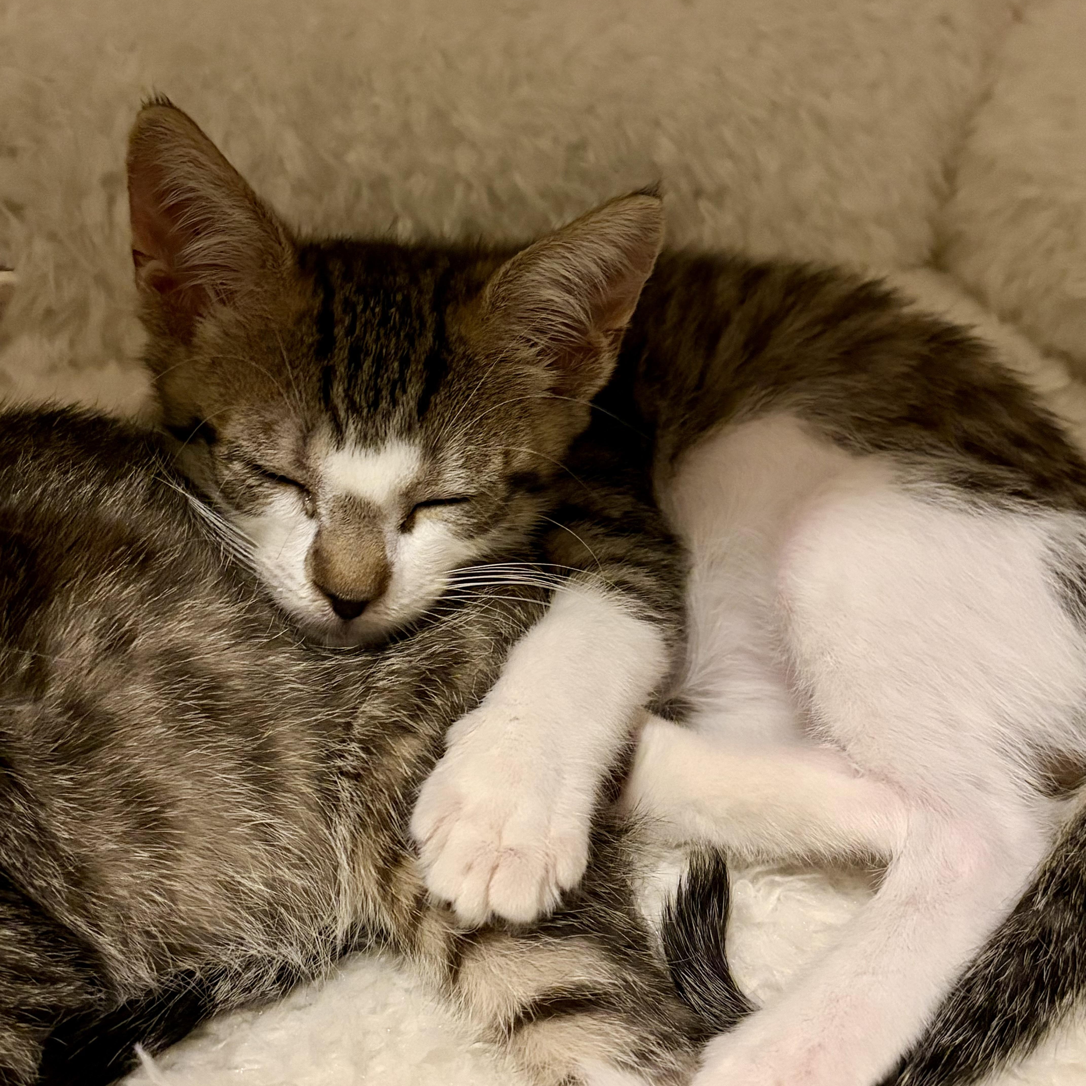 Enlarge Ellie, a Adoptable Domestic Short Hair in jacksonville, FL image 4/5