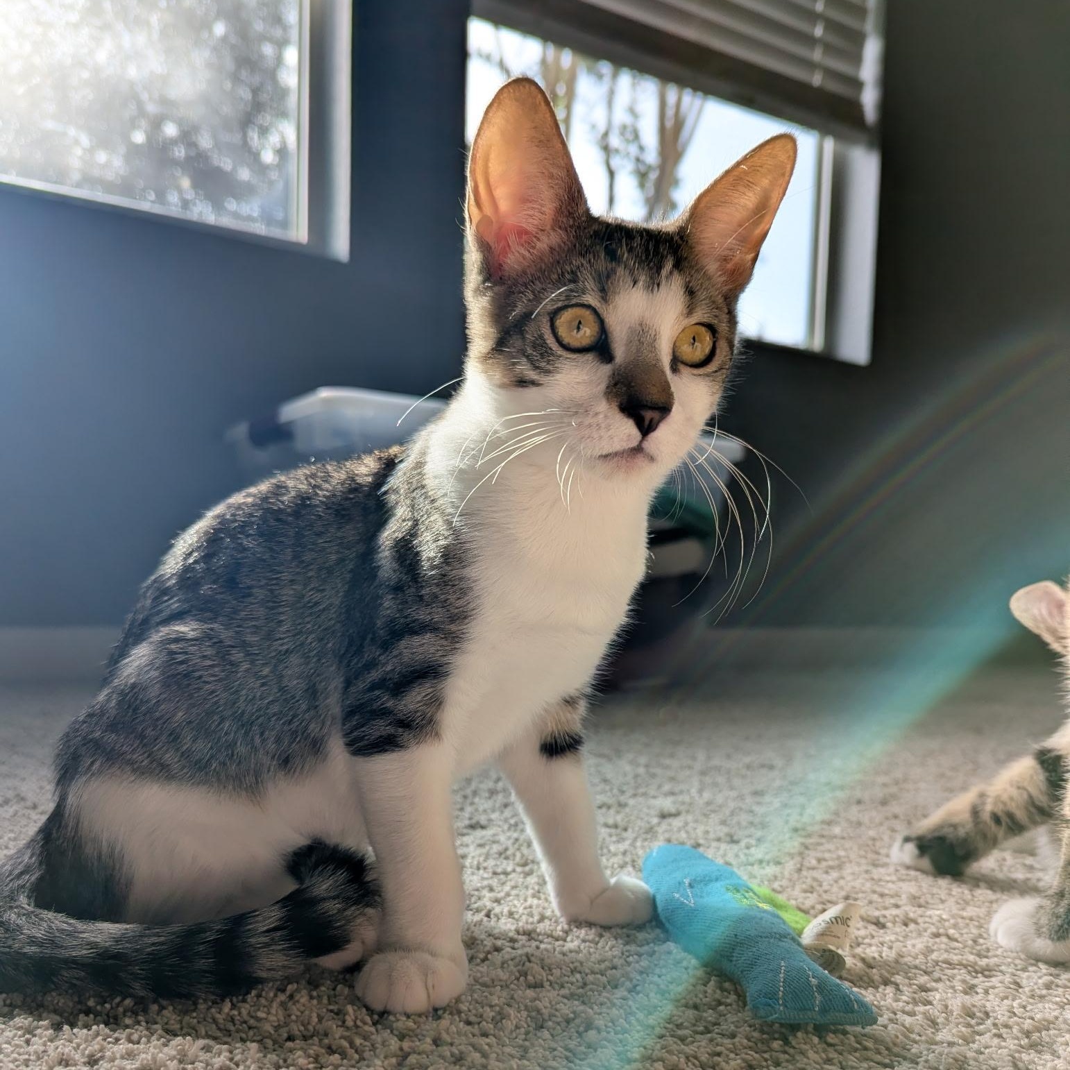 Enlarge Ellie, a Adoptable Domestic Short Hair in jacksonville, FL image 3/5