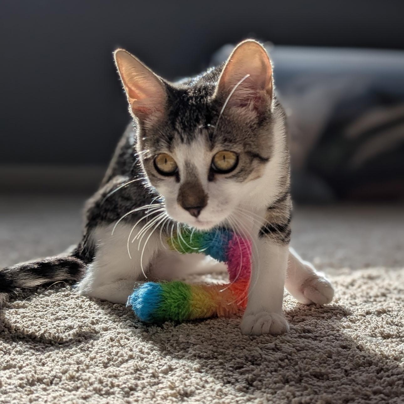 Enlarge Ellie, a Adoptable Domestic Short Hair in jacksonville, FL image 5/5