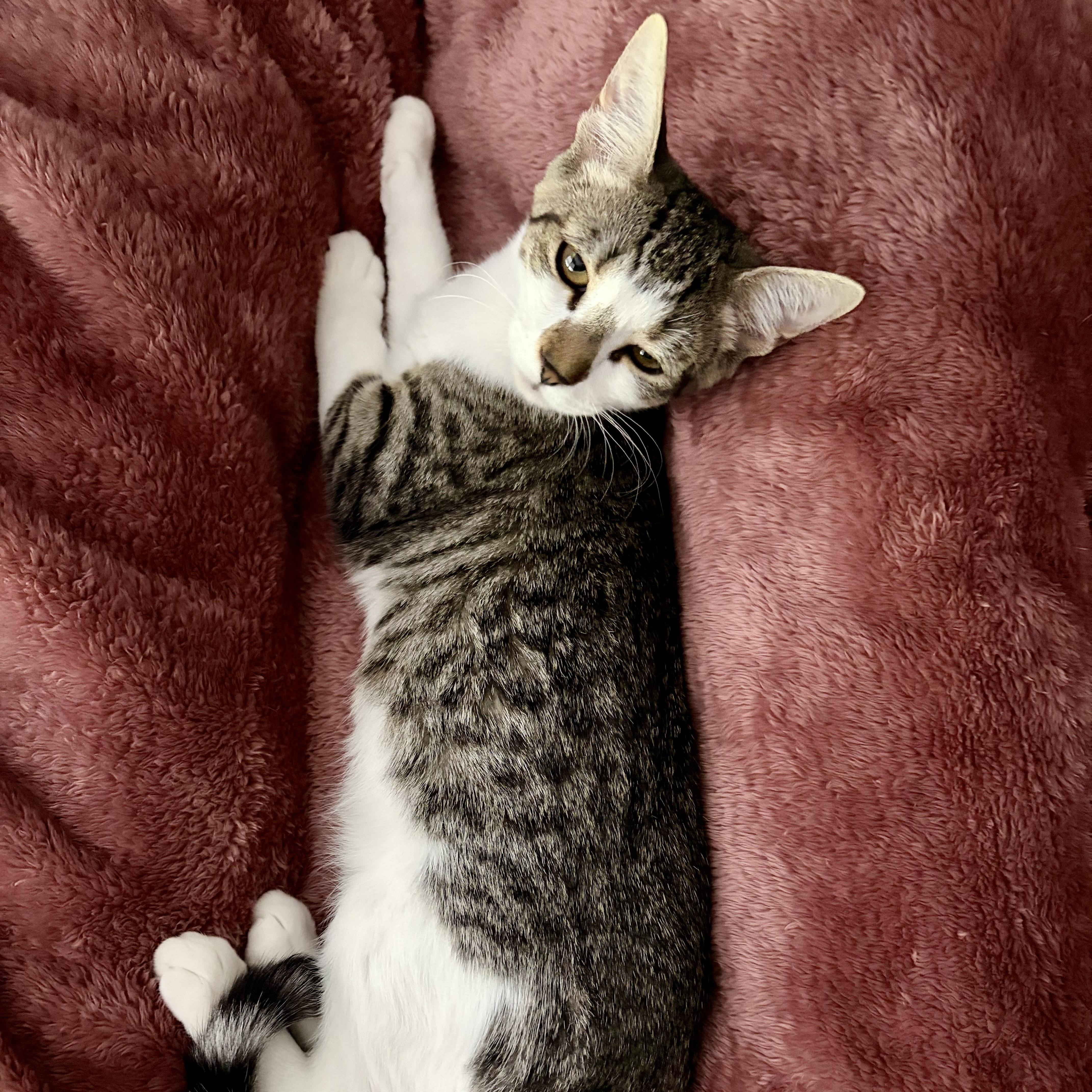 Enlarge Ellie, a Adoptable Domestic Short Hair in jacksonville, FL image 2/5