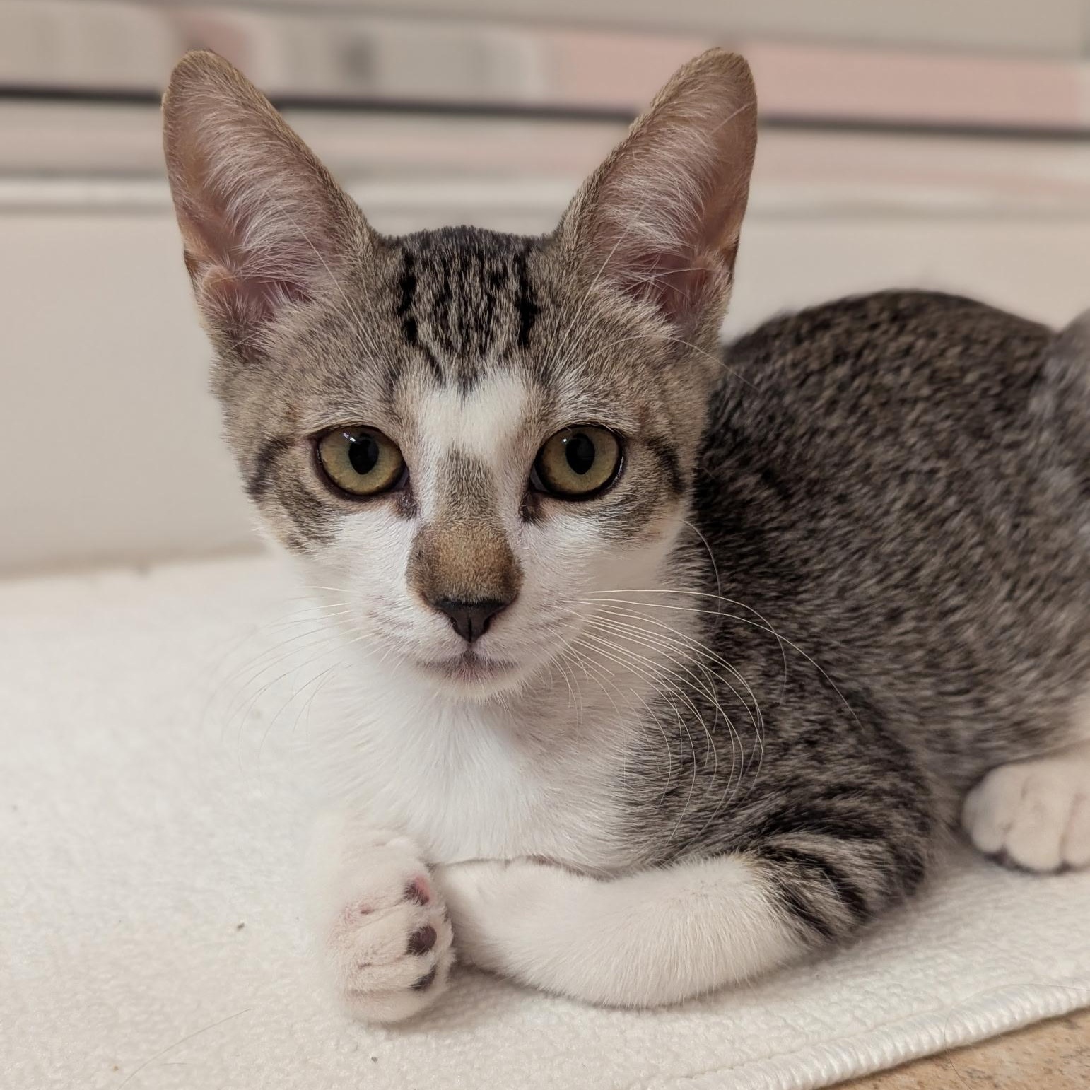 Ellie, Adoptable, Kitten Female Domestic Short Hair.
