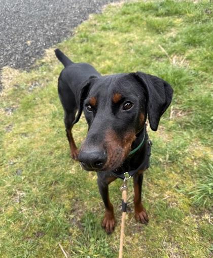 Enlarge Easton, a Adoptable mixed breed in Burlington, WA image 1/3