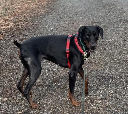 Enlarge Easton, a Adoptable mixed breed in Burlington, WA image 2/3