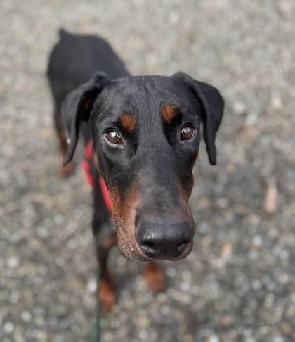 Enlarge Easton, a Adoptable mixed breed in Burlington, WA image 3/3