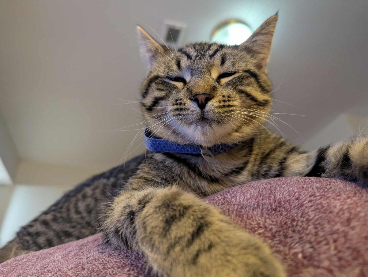 Enlarge Sully, a ADOPTABLE Domestic Short Hair in Lake Orion, MI image 3/4