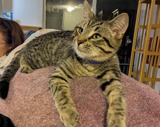 Enlarge Sully, a ADOPTABLE Domestic Short Hair in Lake Orion, MI image 4/4