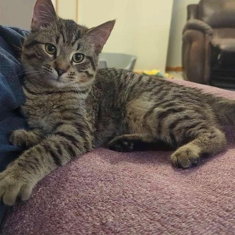 Enlarge Sully, a ADOPTABLE Domestic Short Hair in Lake Orion, MI image 1/4