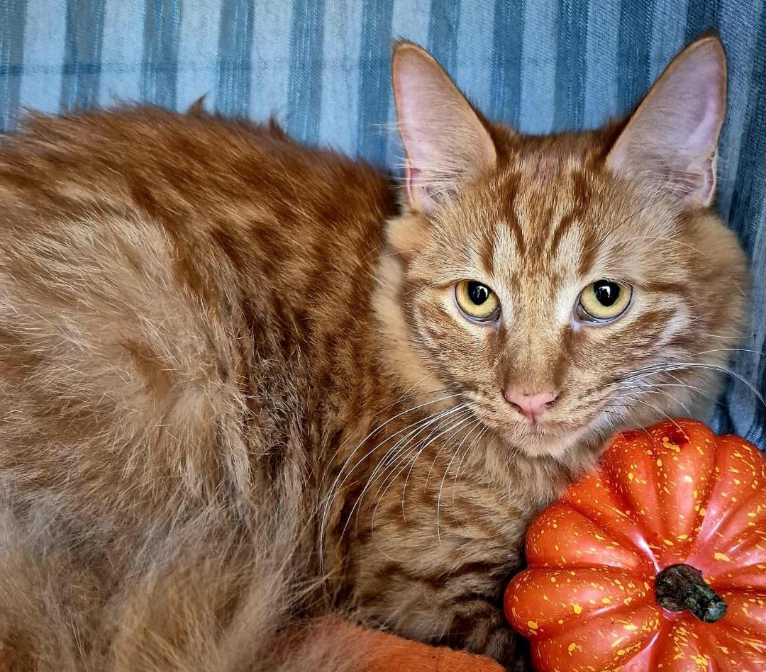 Lucky, ADOPTABLE, Young Male Domestic Long Hair & Tabby.
