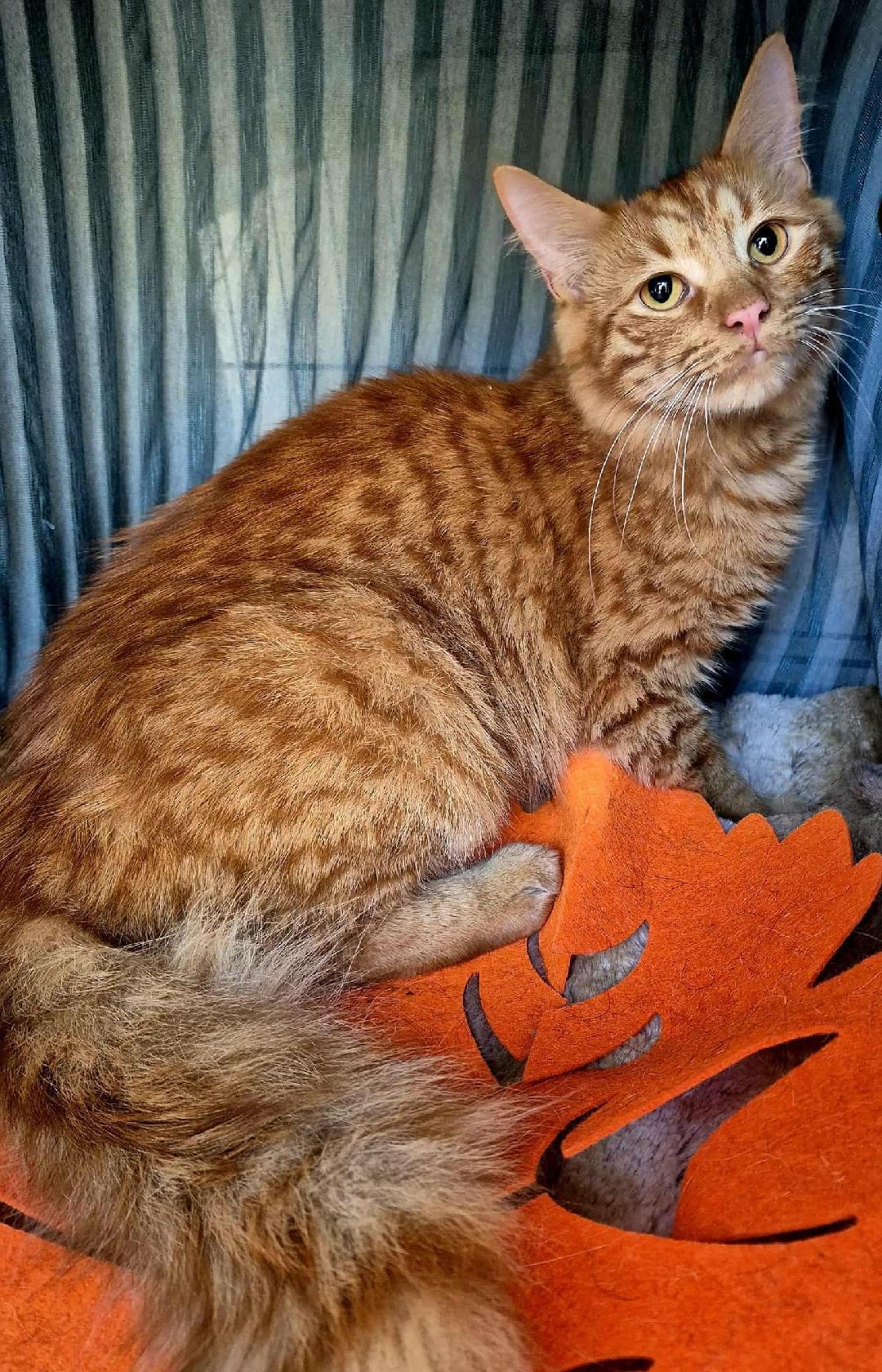 Enlarge Lucky, a ADOPTABLE mixed breed in Ocean Springs, MS image 2/4