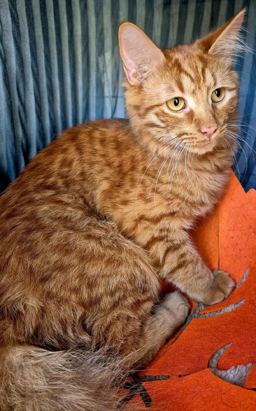 Enlarge Lucky, a ADOPTABLE mixed breed in Ocean Springs, MS image 3/4