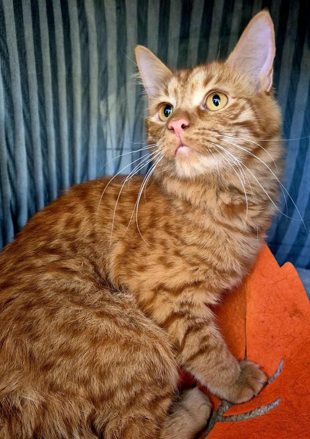 Enlarge Lucky, a ADOPTABLE mixed breed in Ocean Springs, MS image 4/4