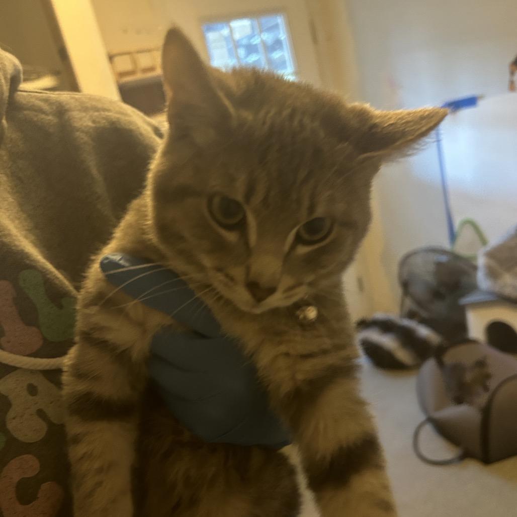 Task, Adoptable, Kitten Male Domestic Short Hair.